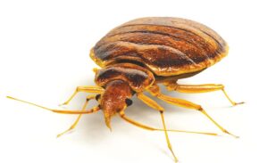 Bedbugs Bite