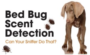Bed Bug Scent Detection