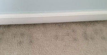 How to prevent moldy carpets