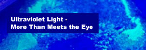 Ultraviolet Light - More Than Meets the Eye
